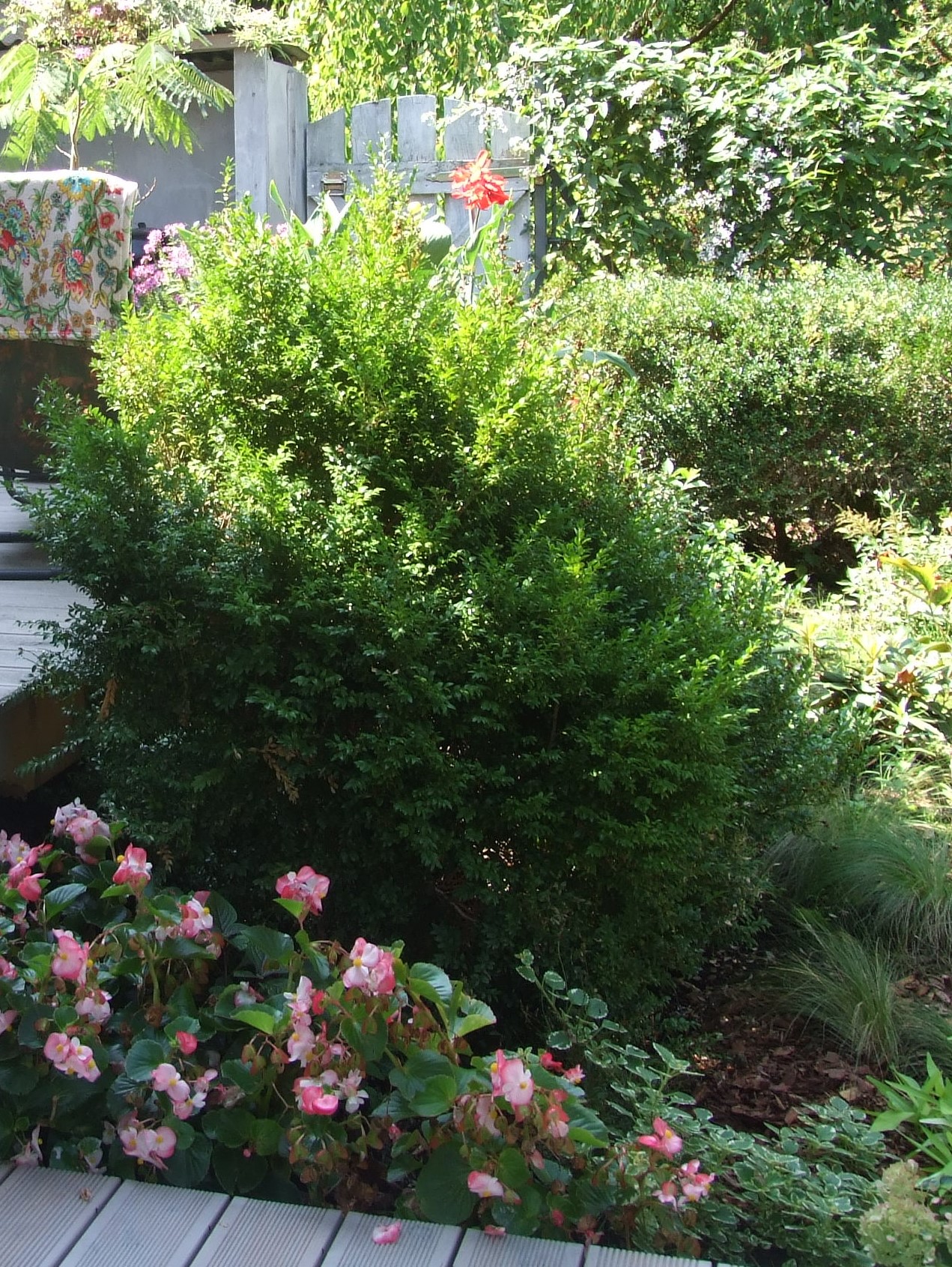 Bukszpan w ogrodzie – gęsty, zimozielony krzew obok kwitnących begonii