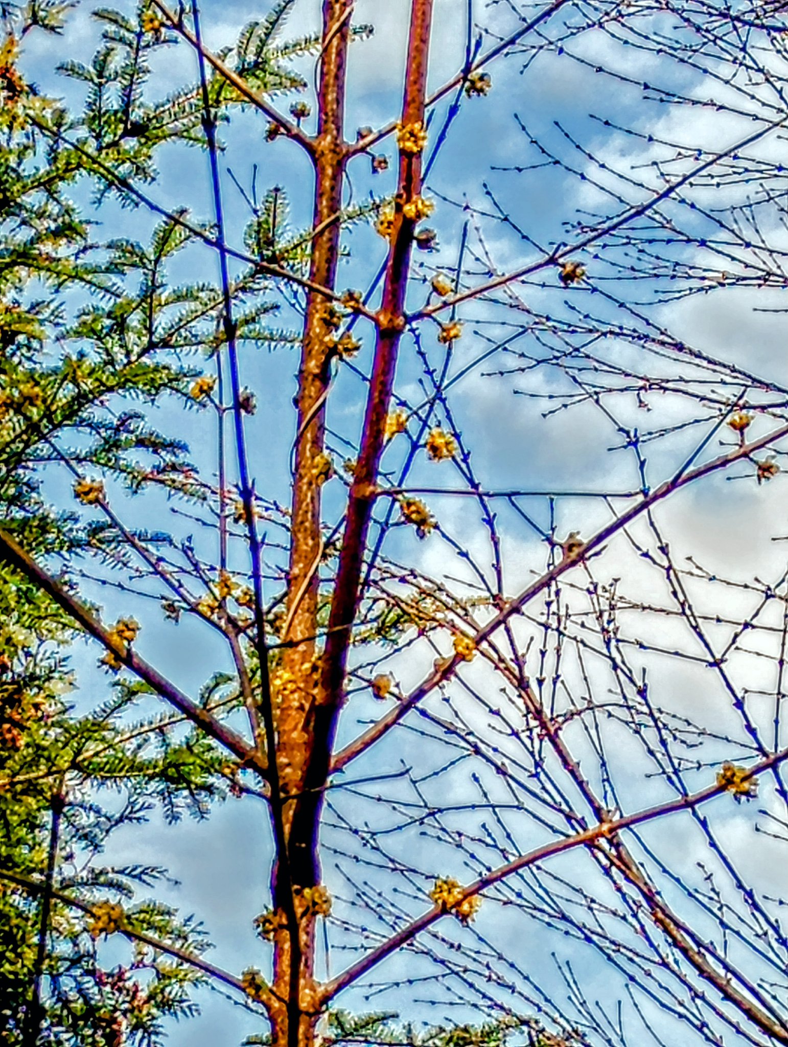 Dereń jadalny w pełnym rozkwicie – żółte kwiaty na nagich gałęziach na tle nieba