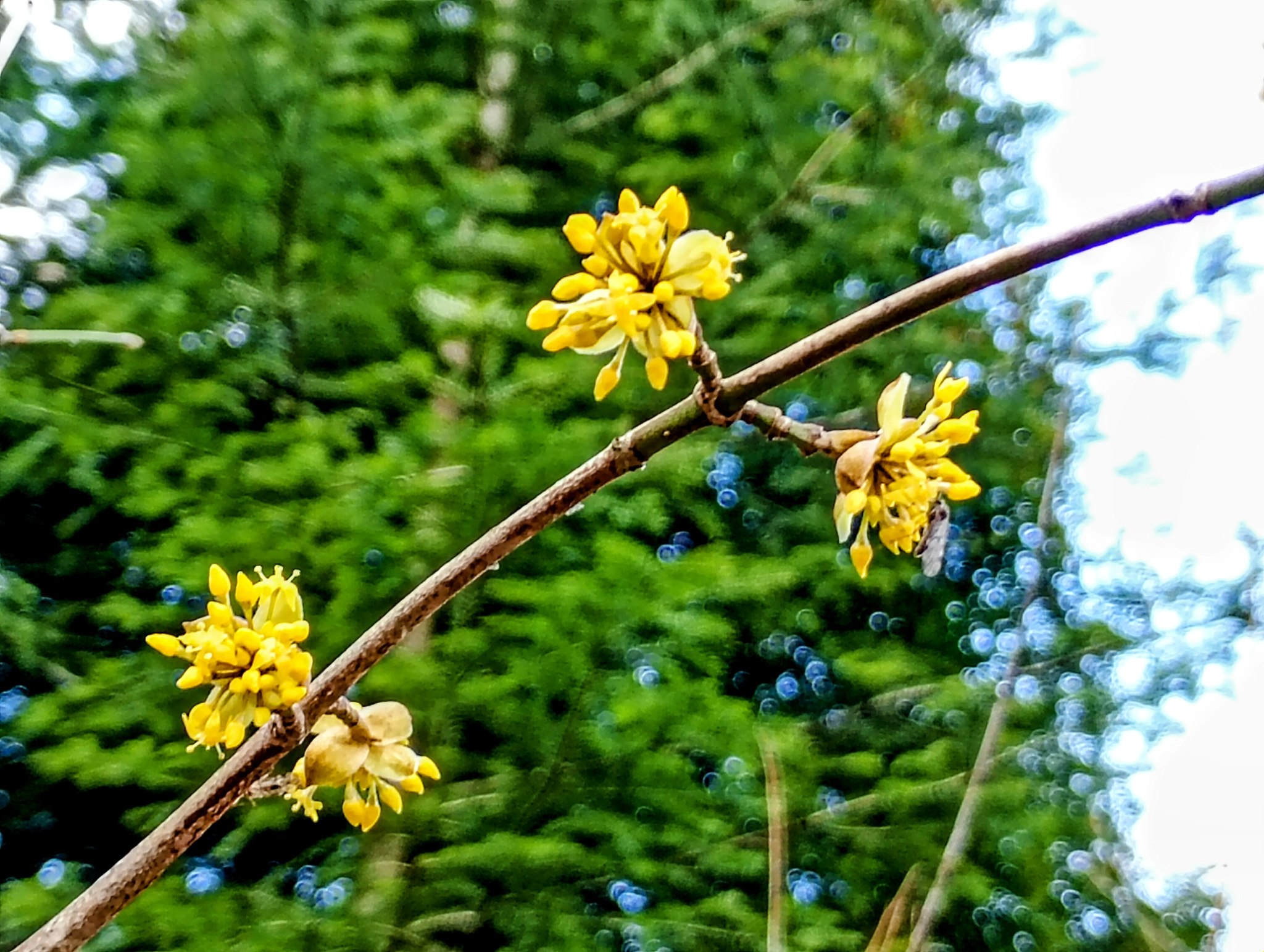 Zbliżenie na żółte kwiaty derenia jadalnego na gałązce