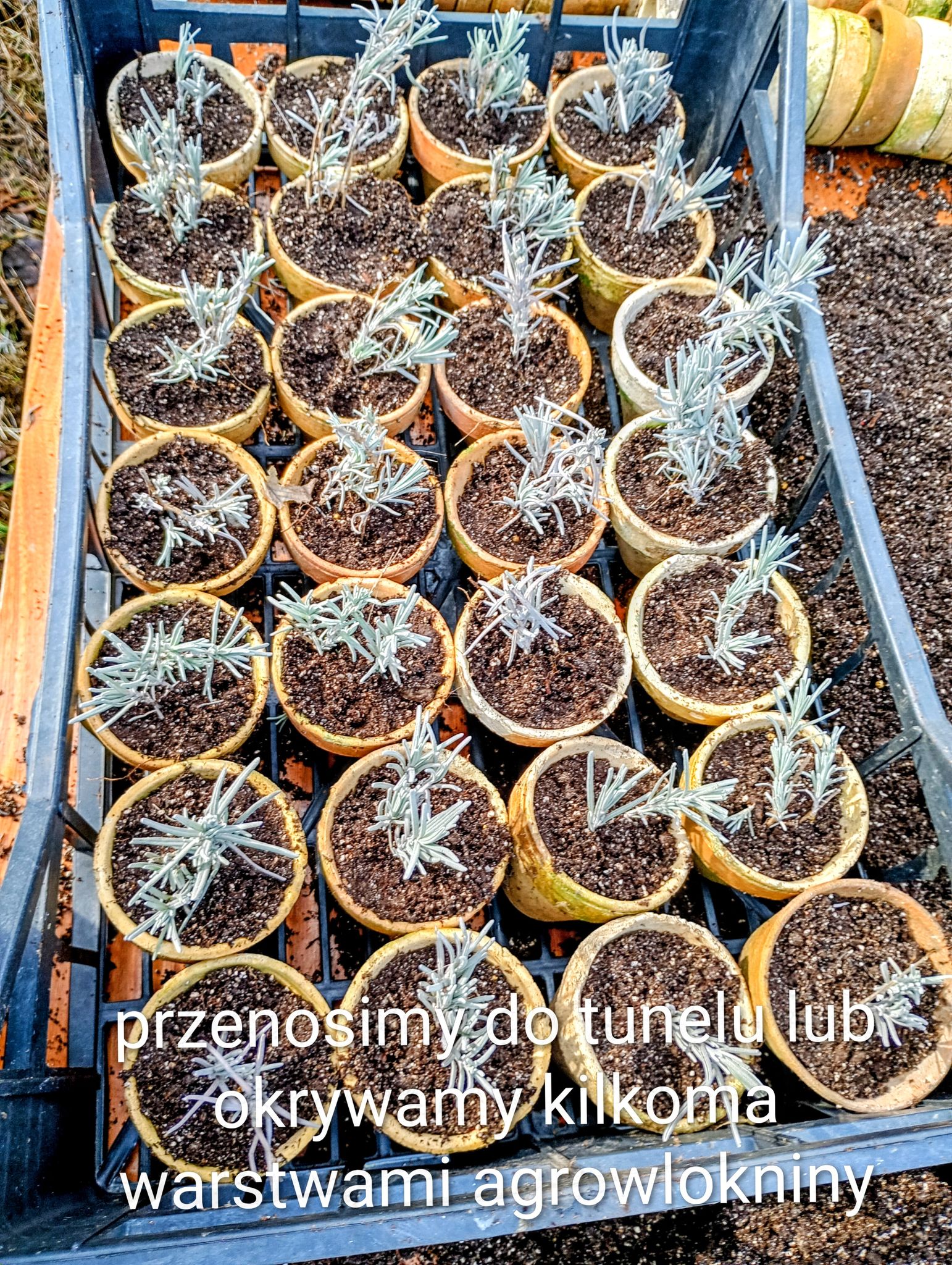 Doniczki z sadzonkami lawendy przenosimy do tunelu i okrywamy agrowłókniną