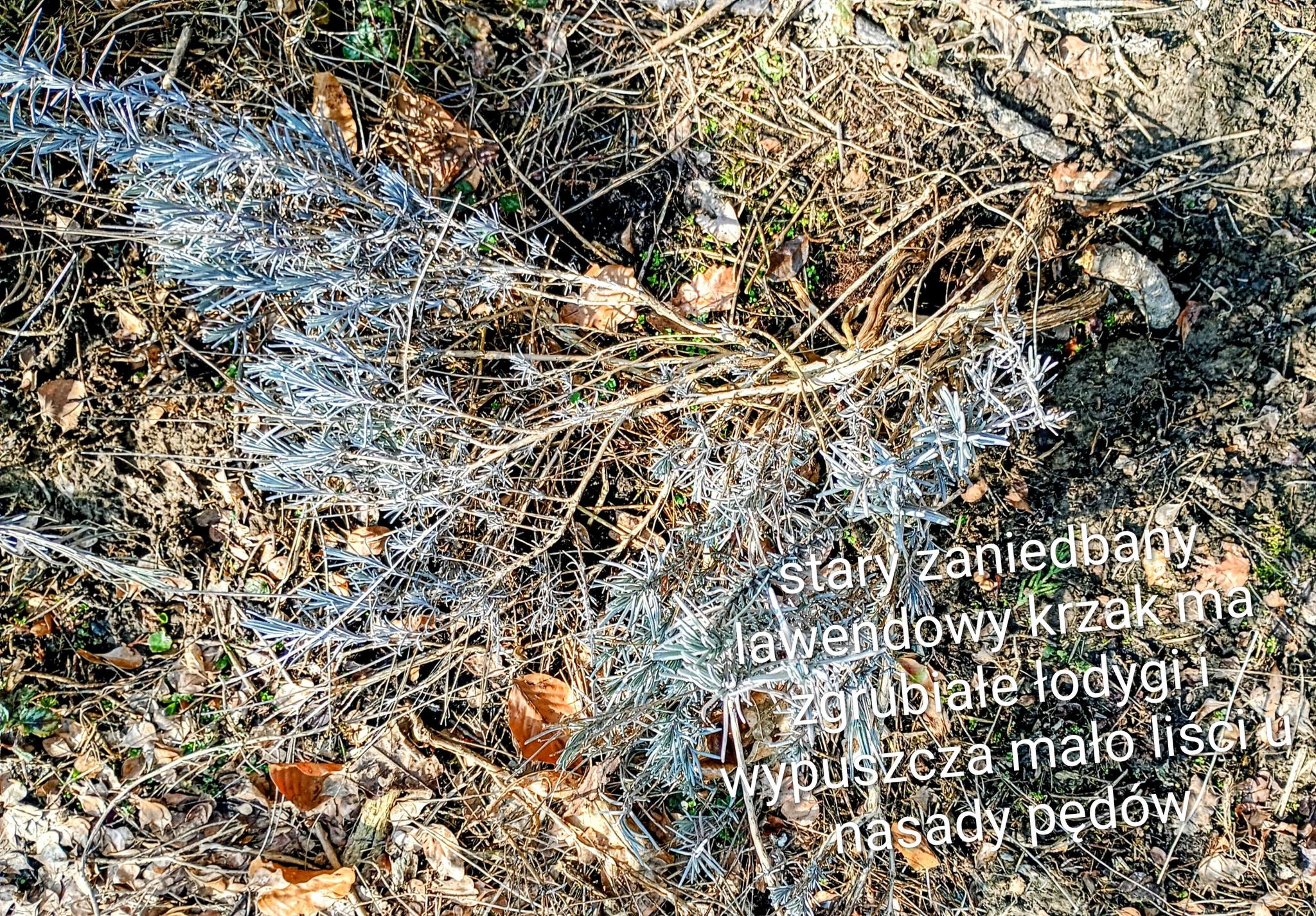 Stary zaniedbany krzak lawendy z zgrubiałymi łodygami i małą ilością liści przy nasadzie