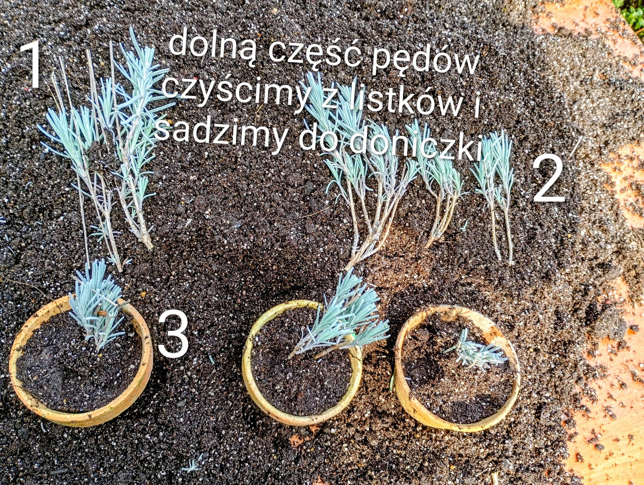 Dolną część pędów czyścimy z listków i sadzimy do doniczki – kroki 1, 2, 3