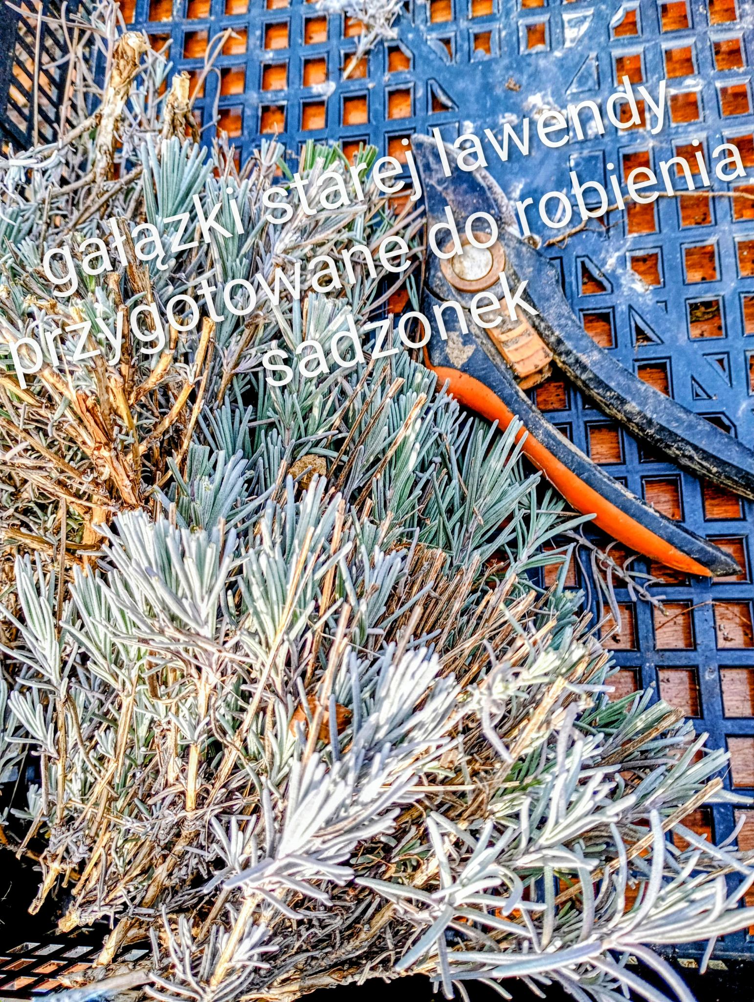 Gałązki starej lawendy przygotowane do robienia sadzonek