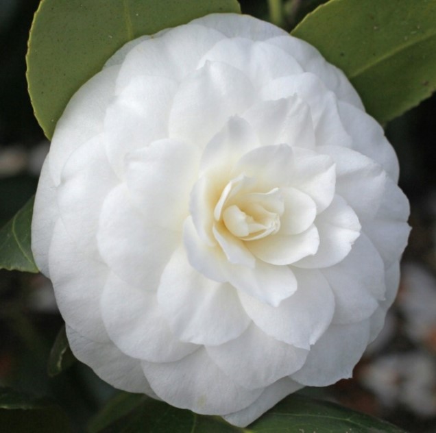 Biała kamelia – kwiat o idealnie regularnych, geometrycznych płatkach