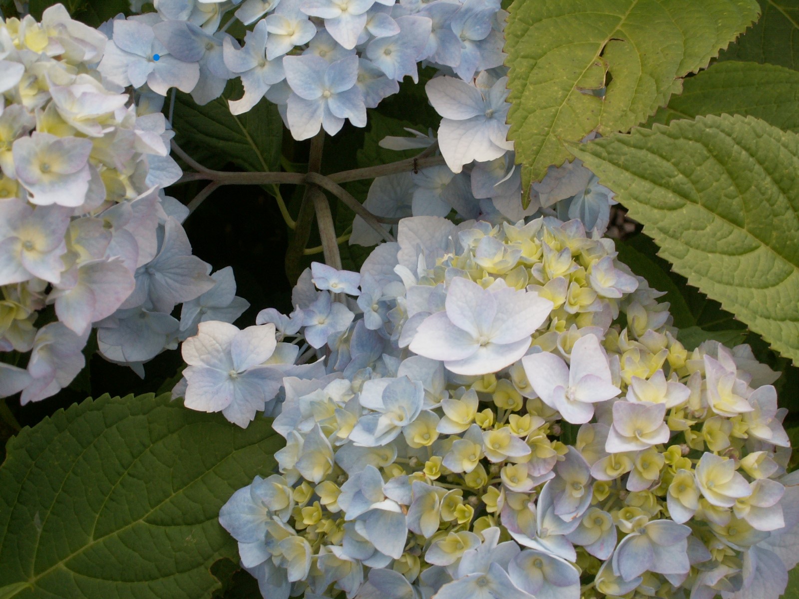 Hortensja ogrodowa z niebiesko-białymi kulistymi kwiatostanami i dużymi ząbkowanymi liśćmi
