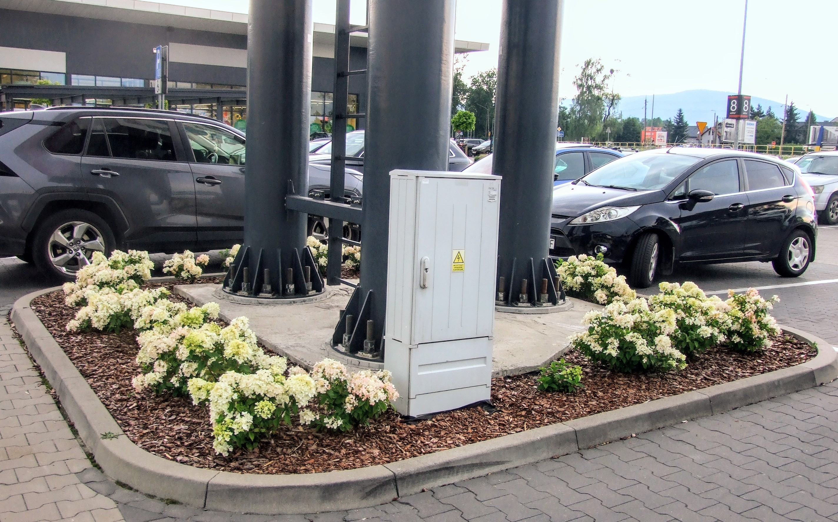 Miniaturowe hortensje bukietowe z białymi kwiatostanami w nasadzeniu przy budynku