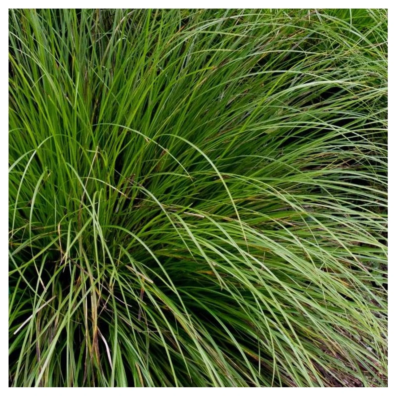Turzyca odmiana Kyoto – intensywnie zielona, zwarta kępa z wąskimi liśćmi