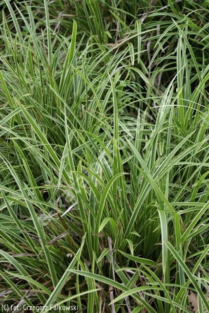 Turzyca ptasie łapki – zimozielone paskowane liście tworzące zwartą kępę