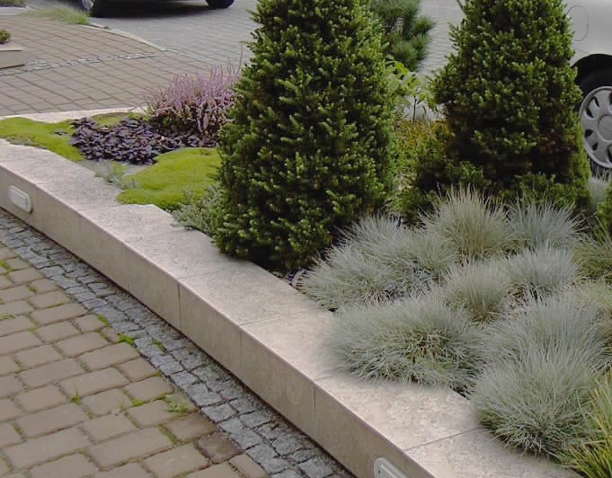 Kostrzewa sina – srebrzysto-niebieskie kępy w nasadzeniu ogrodowym wzdłuż kamiennego obrzeża